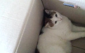 Kali in a Box - Animals - VIDEOTIME.COM