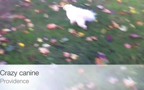 Crazy Canine - Animals - VIDEOTIME.COM