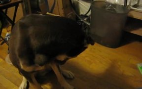 Abby’s Peanut Butter Snarl - Animals - VIDEOTIME.COM