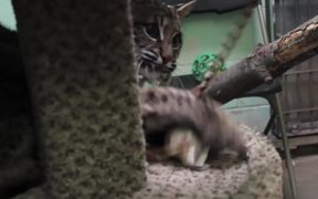 Baby Bobcat - Animals - VIDEOTIME.COM