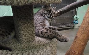 Baby Bobcat - Animals - VIDEOTIME.COM
