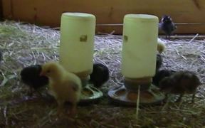Chickies Growing - Day 16