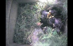 Inside Nest Box of a Great Tit Raising Her Chicks