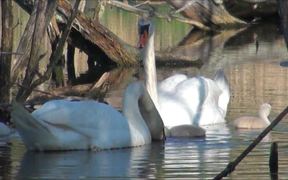 Swan Scenes