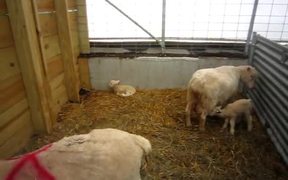 “Little Babies” Lambs Nursing