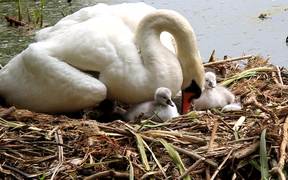 Swan and Her Babies