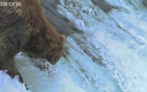 Funny Green Screen videos - Fishy Bears