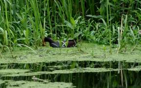 Moorhen with Chick
