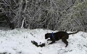 Boxer and Snow