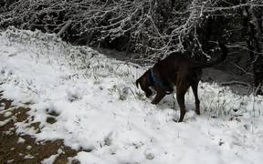Boxer and Snow - Animals - VIDEOTIME.COM