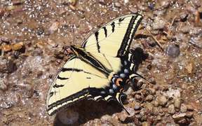 Papilio Multicaudata
