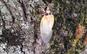 Magicicada Periodical Cicadas