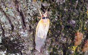 Magicicada Periodical Cicadas