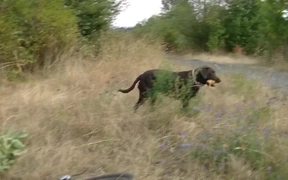 Dog Day Afternoon - Animals - VIDEOTIME.COM