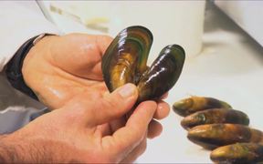 Creating a Better Breed of Mussel