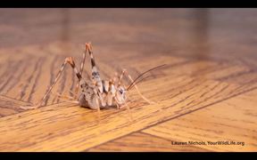 Researchers in Studying Camel Crickets