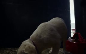 Budweiser Commercial: Lost Dog