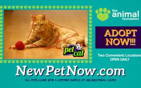 Animal Foundation Campaign: Pets: Cat