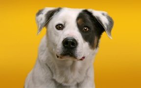 Pedigree Commercial: Doggie Dentures