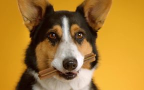 Pedigree Commercial: Doggie Dentures