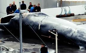 184 - Whaler Watching Documentary Trailer