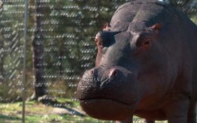 France 3 Video: Hippopotame - Tennis