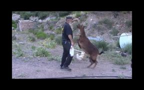 GoatTao: Way of the Goat Training