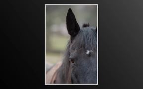 A Bit of Equine Photography Training - Fun - VIDEOTIME.COM