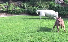 Brody !! - Animals - VIDEOTIME.COM