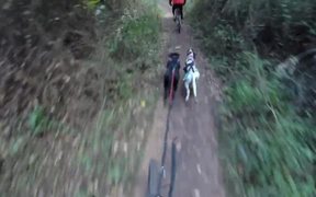 Training Bikejoring - Sports - VIDEOTIME.COM