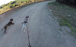 Training Bikejoring - Sports - VIDEOTIME.COM