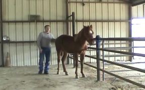 Training Saddle - Fun - VIDEOTIME.COM