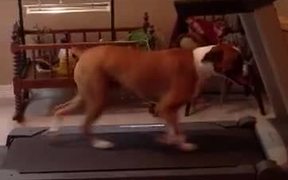 Max - Interval Training - Animals - VIDEOTIME.COM