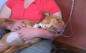Terra’a Adoption Video - Animals - VIDEOTIME.COM