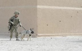 Attack Dog - Animals - VIDEOTIME.COM