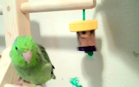 Kiwi’s Bird Gym