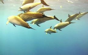 Atlantic Spotted Dolphins Bowriding