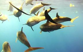 Atlantic Spotted Dolphins Bowriding
