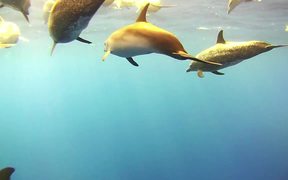 Atlantic Spotted Dolphins Bowriding - Animals - VIDEOTIME.COM