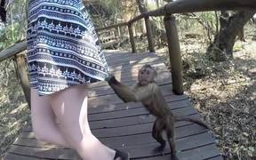 Cheeky Monkey - Animals - VIDEOTIME.COM