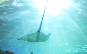 Ripley’s Aquarium Of Canada - Commercials - VIDEOTIME.COM