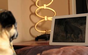 Apple - iPad 2 “Apple Pug” - Commercials - VIDEOTIME.COM