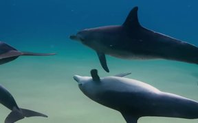 Disneynature's Dolphins Trailer - Movie trailer - VIDEOTIME.COM