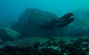 Cuttlefish at the Golden Hour - Animals - VIDEOTIME.COM