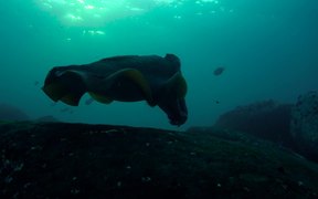 Cuttlefish at the Golden Hour - Animals - VIDEOTIME.COM
