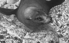Seals - Animals - VIDEOTIME.COM