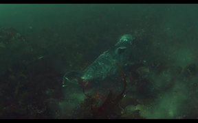 Gray Seals of the Isle of Sholes - Animals - VIDEOTIME.COM
