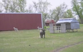Lamb Race - Animals - VIDEOTIME.COM
