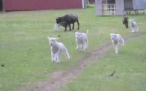 Lamb Race