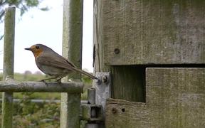 Robins, from Start to Finish - Animals - VIDEOTIME.COM